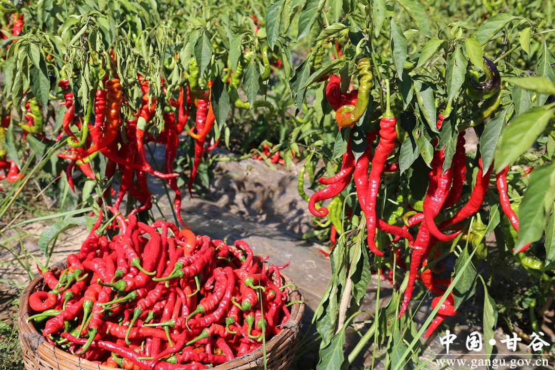 c6a6c46280a34f73867c53a329c553ee