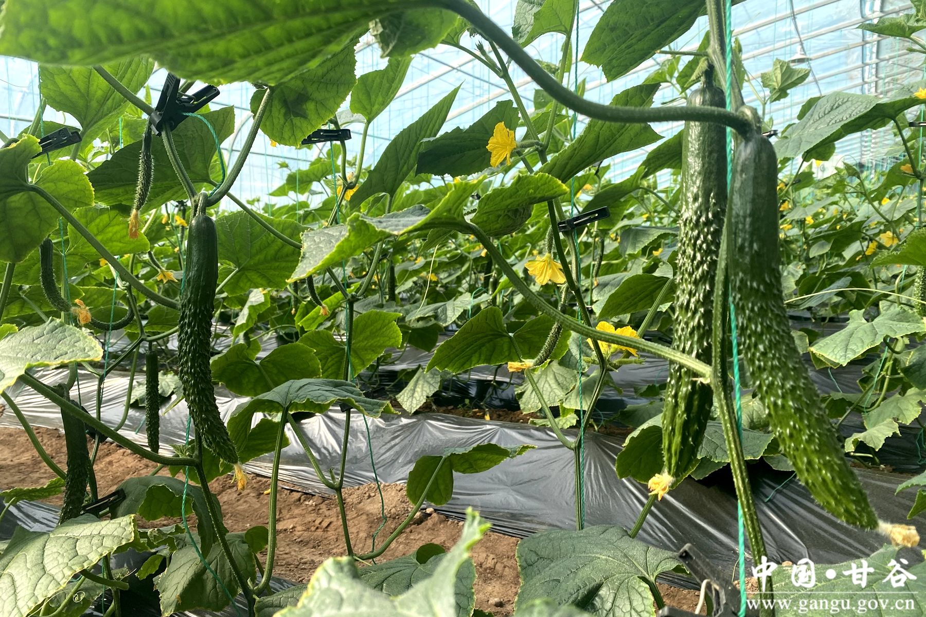 a5f7cb019b12eba2fa16b6cb890ec31c a5f7cb019b12eba2fa16b6cb890ec31c