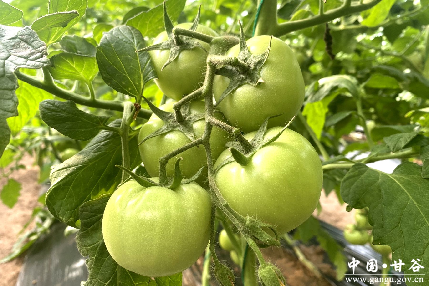 0e4d356359a65161fd1f6d1646e2a681 0e4d356359a65161fd1f6d1646e2a681