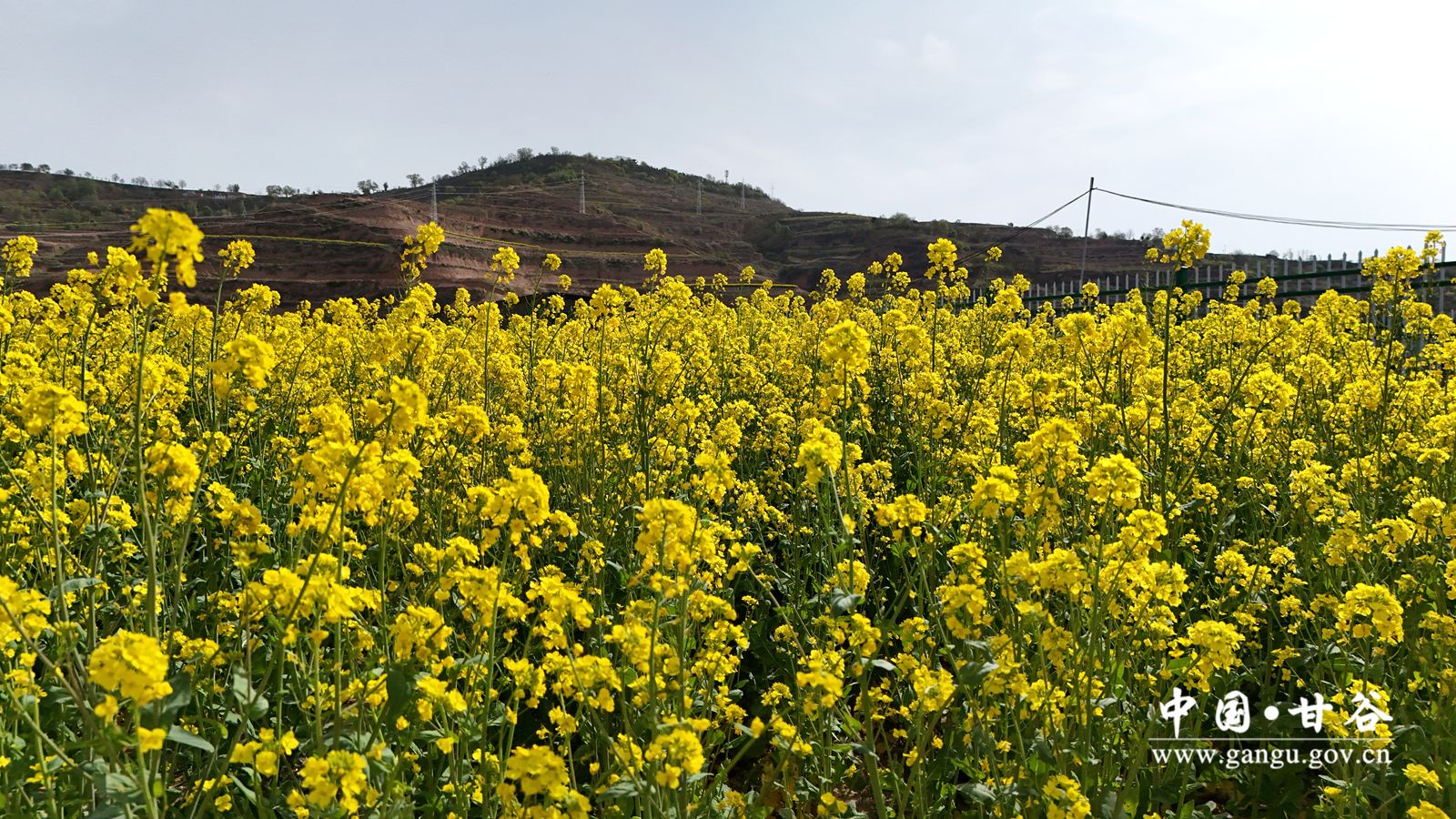 DJI_20251118075459_0039_D_副本 DJI_20251118075459_0039_D_副本