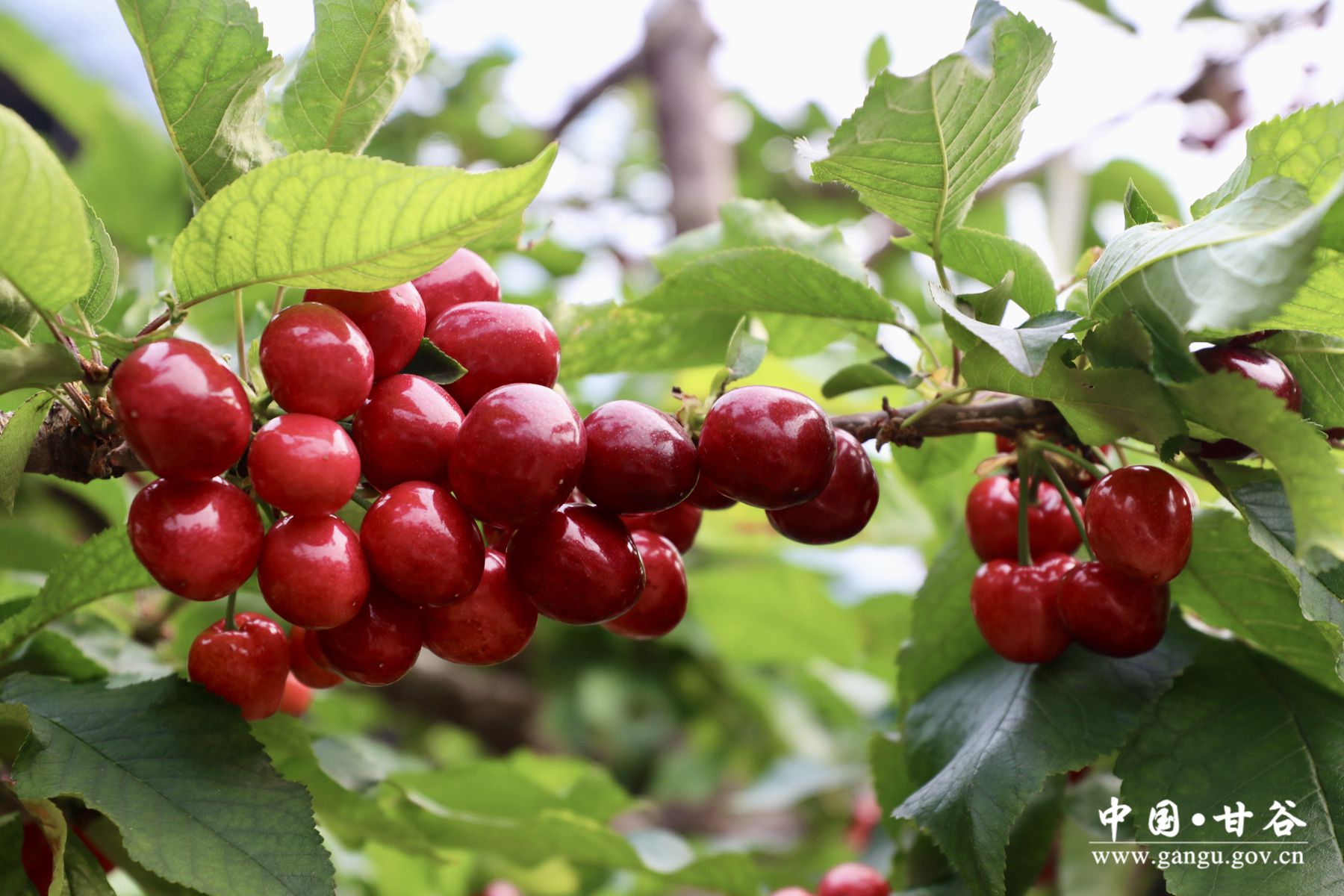 1705575365537044594.jpg 1705575365537044594.jpg