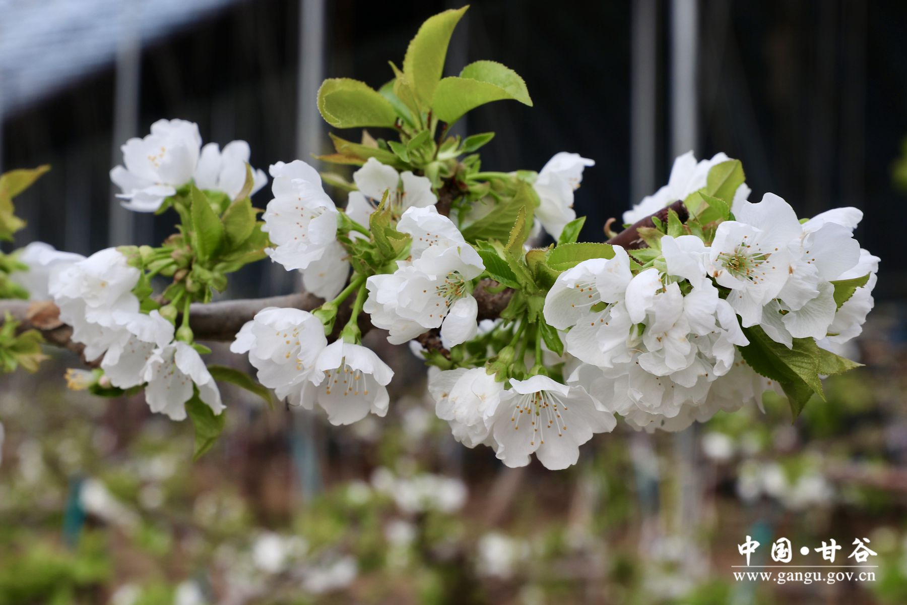 1705575427847086330.jpg 1705575427847086330.jpg