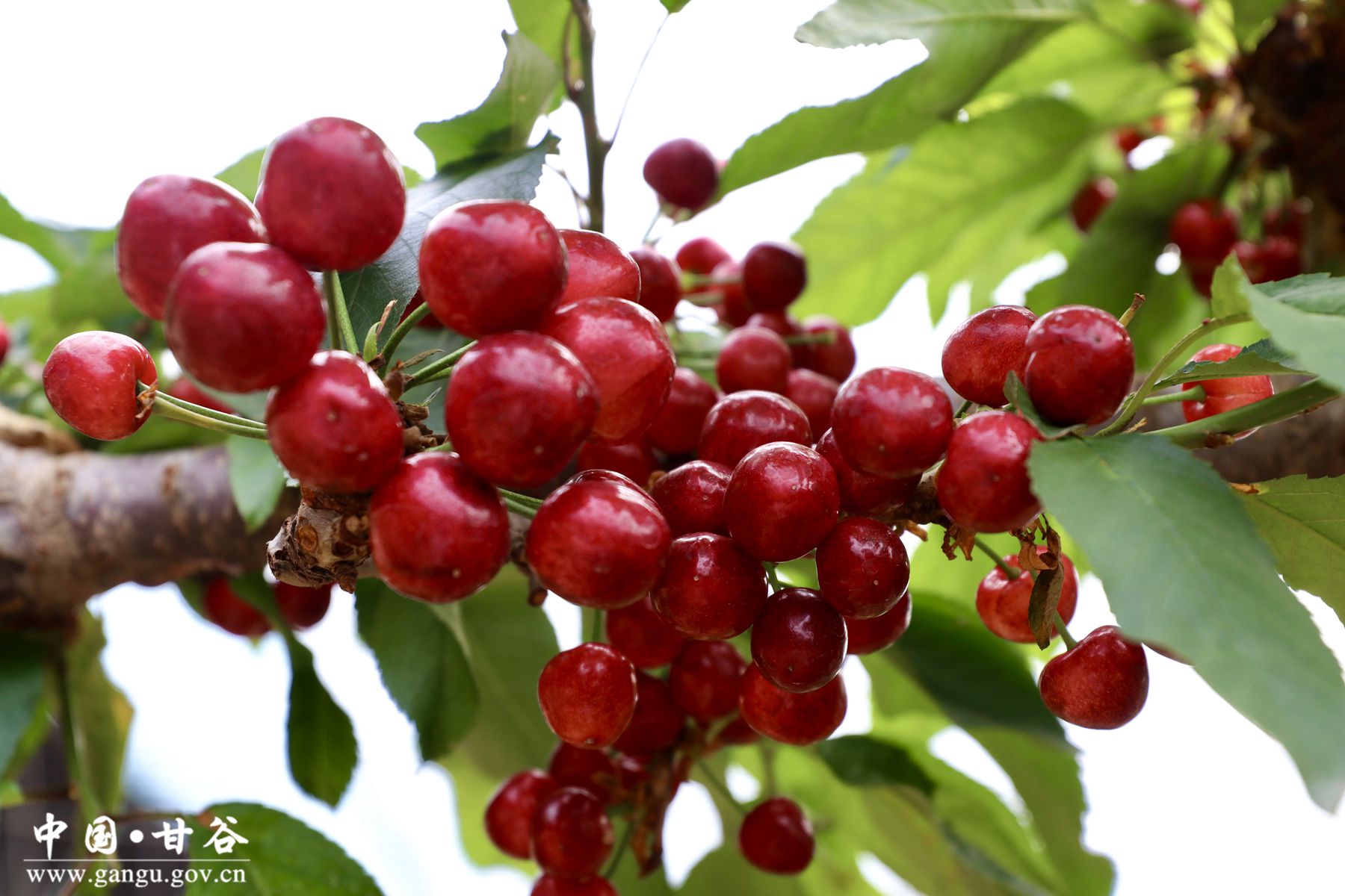 1705575800573015812.jpg 1705575800573015812.jpg