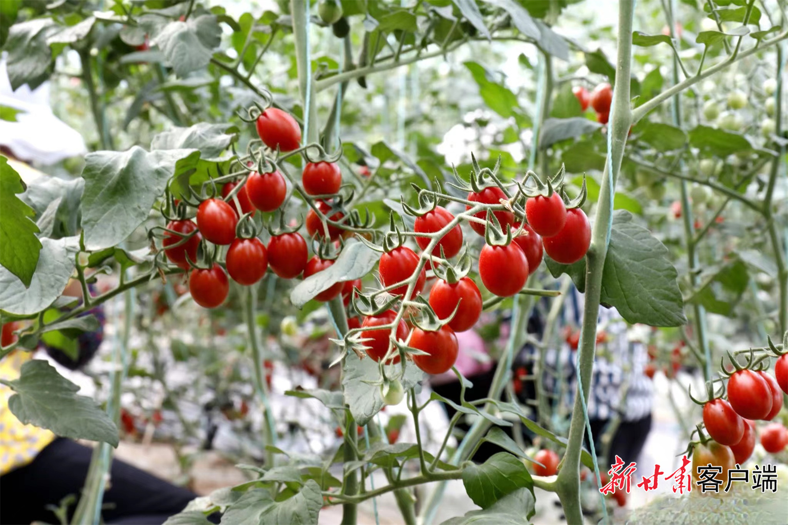 FZ007224623806_A3993799 FZ007224623806_A3993799