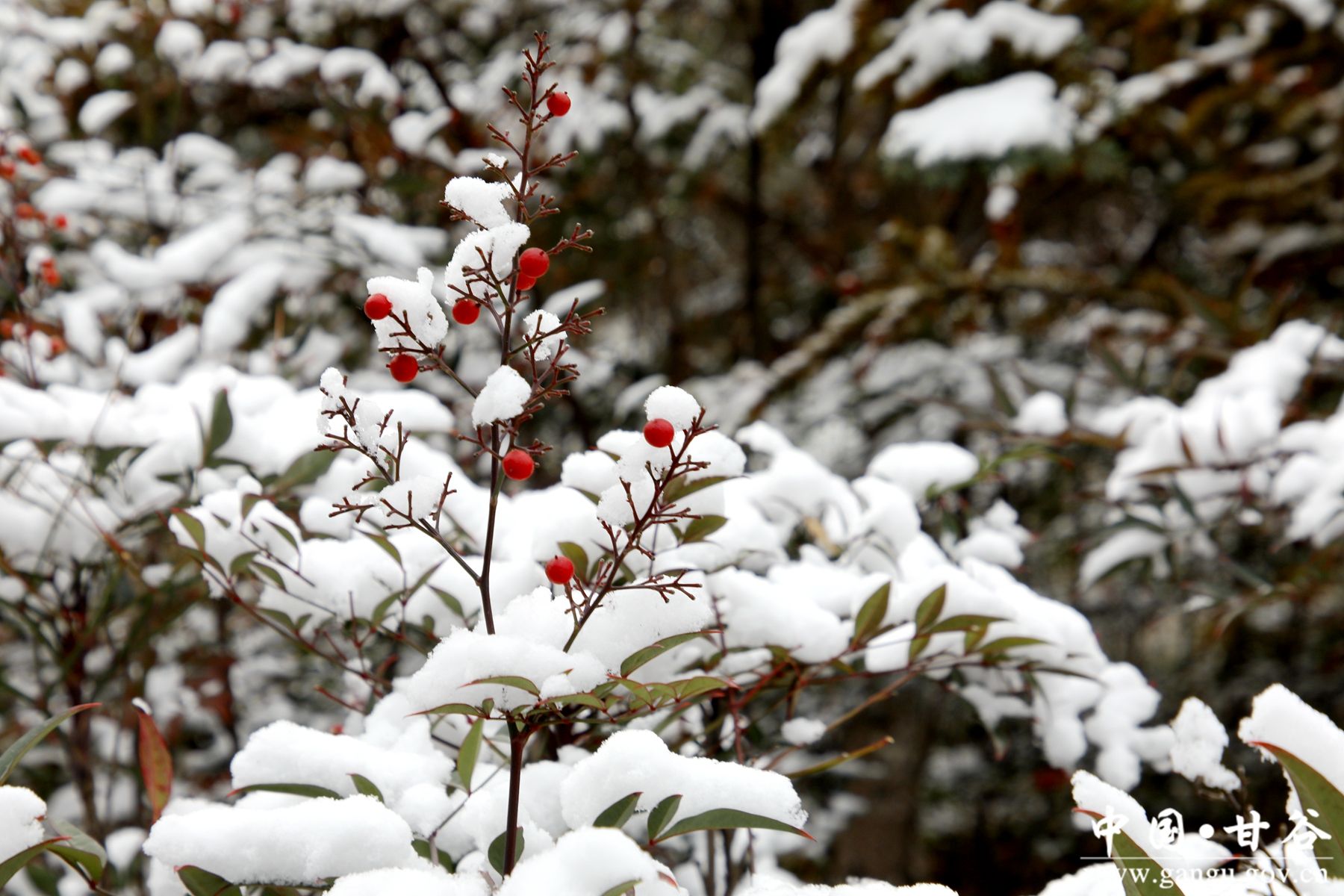 _MG_0507_副本_副本 _MG_0507_副本_副本