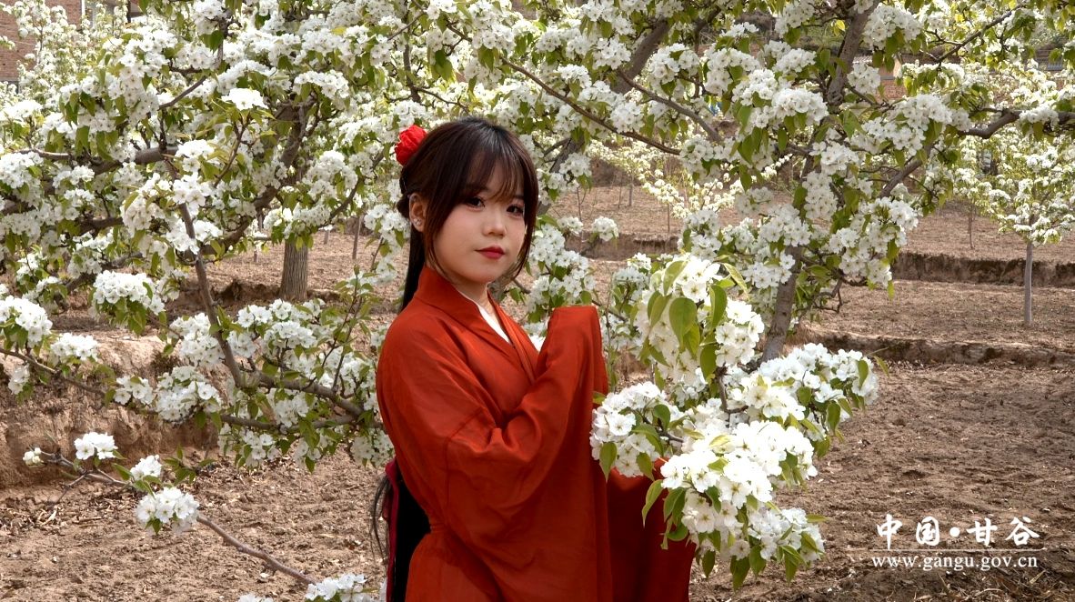 汉服爱好者与梨树合影打卡 汉服爱好者与梨树合影打卡