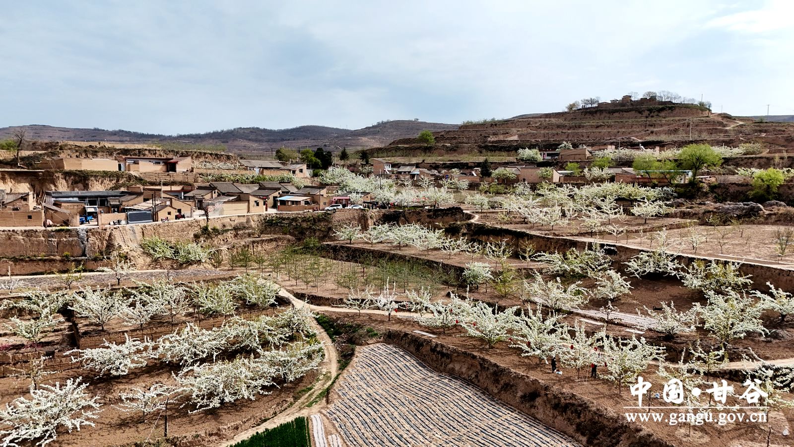 千亩梨园航拍画面 千亩梨园航拍画面