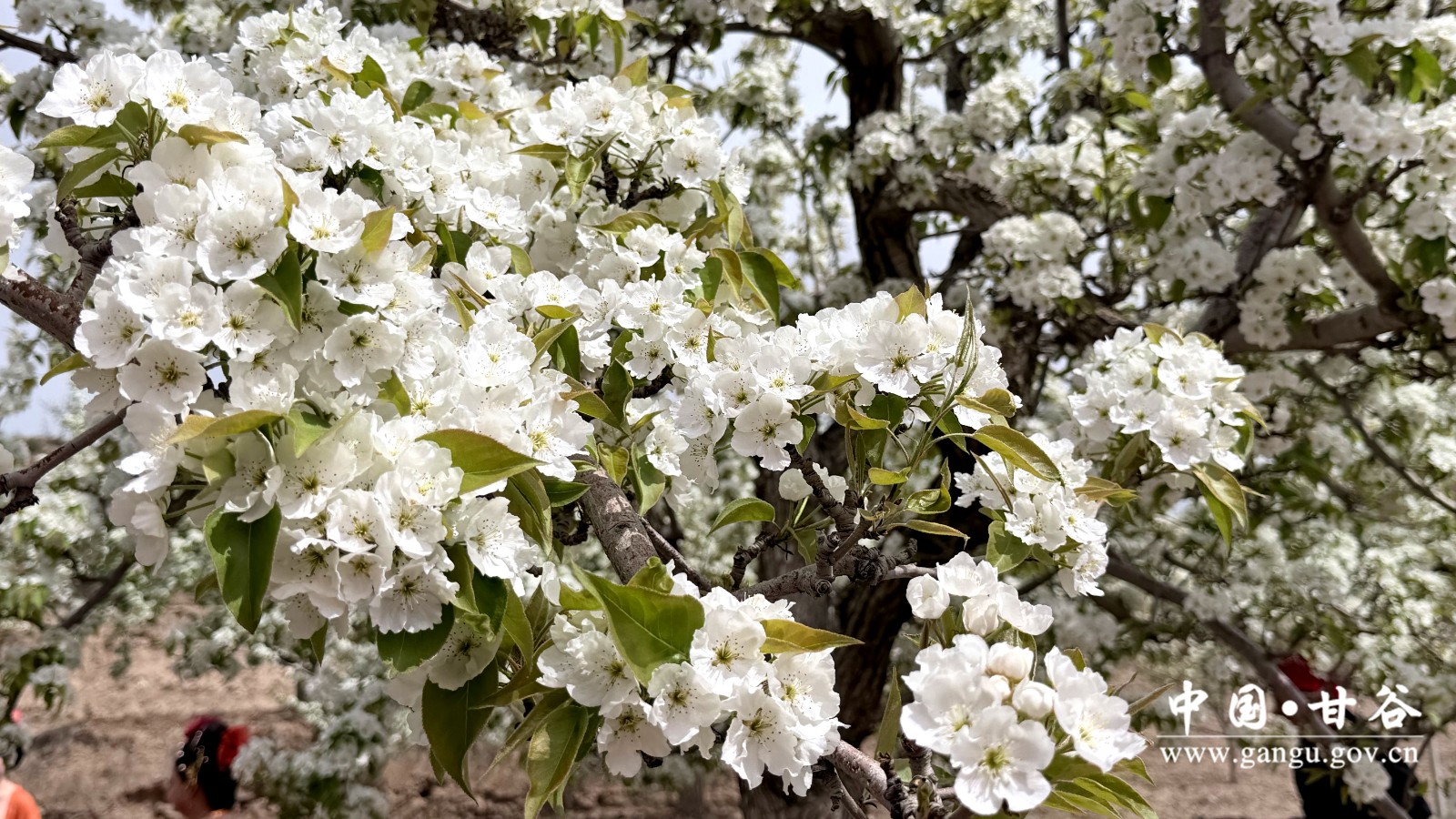 梨花画面特写 梨花画面特写
