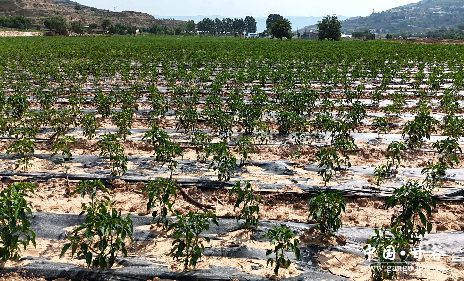 1098c75759059d5fdea33496a426dab 1098c75759059d5fdea33496a426dab