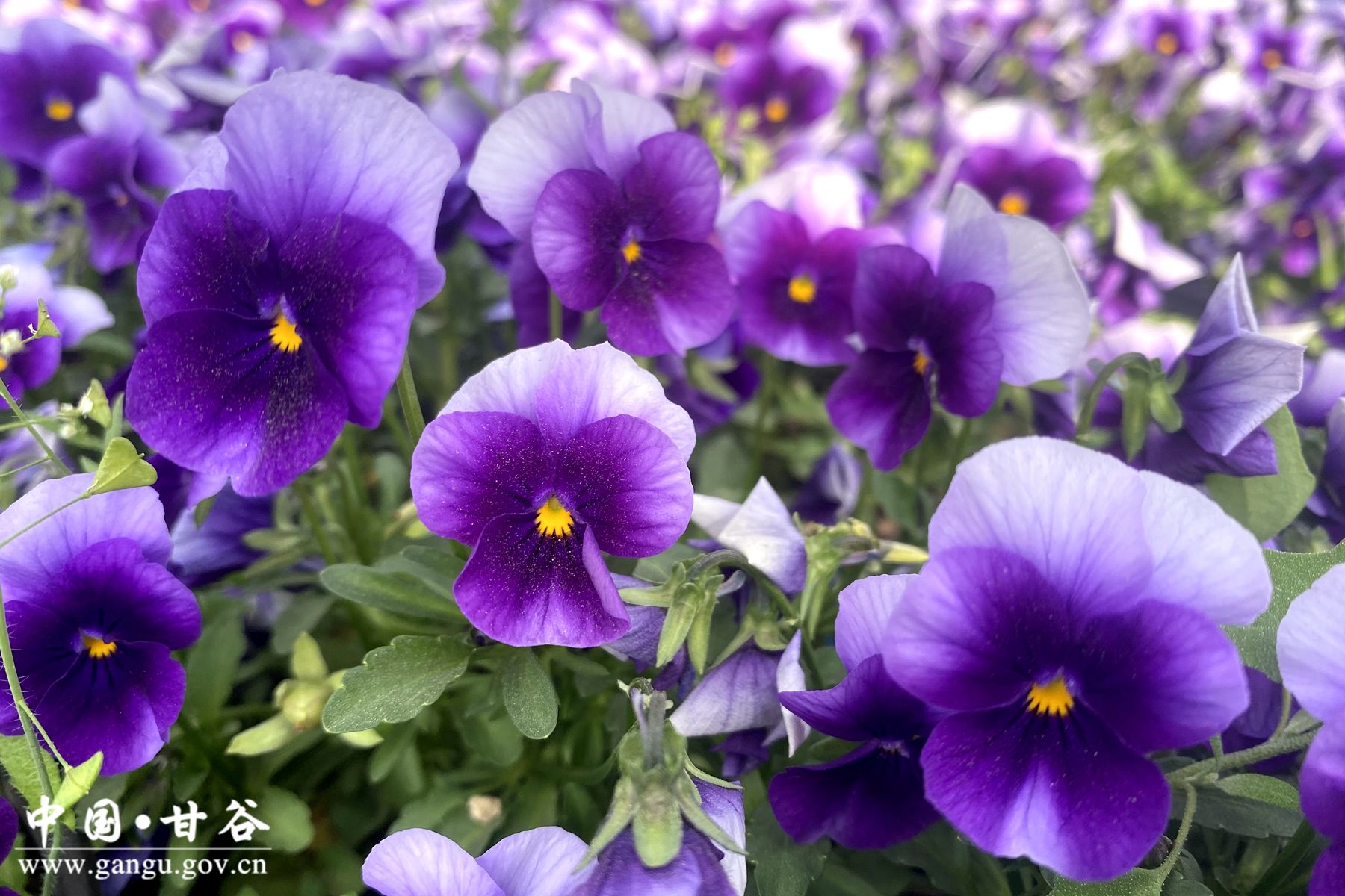 22b5ca2a8266bb906905bf7d3fbd916 22b5ca2a8266bb906905bf7d3fbd916