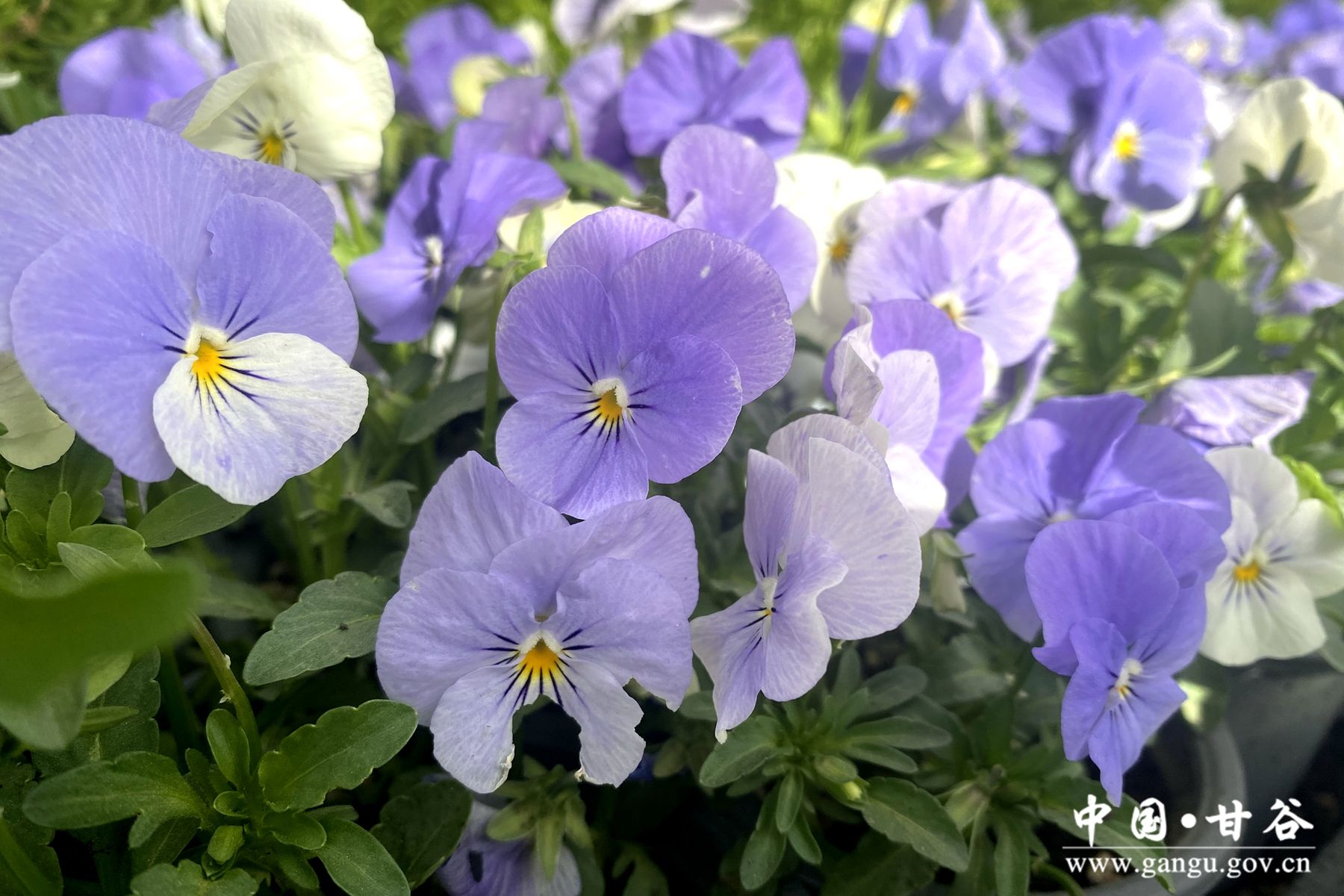 246d9063cd2c7563957487b6c8cf860 246d9063cd2c7563957487b6c8cf860