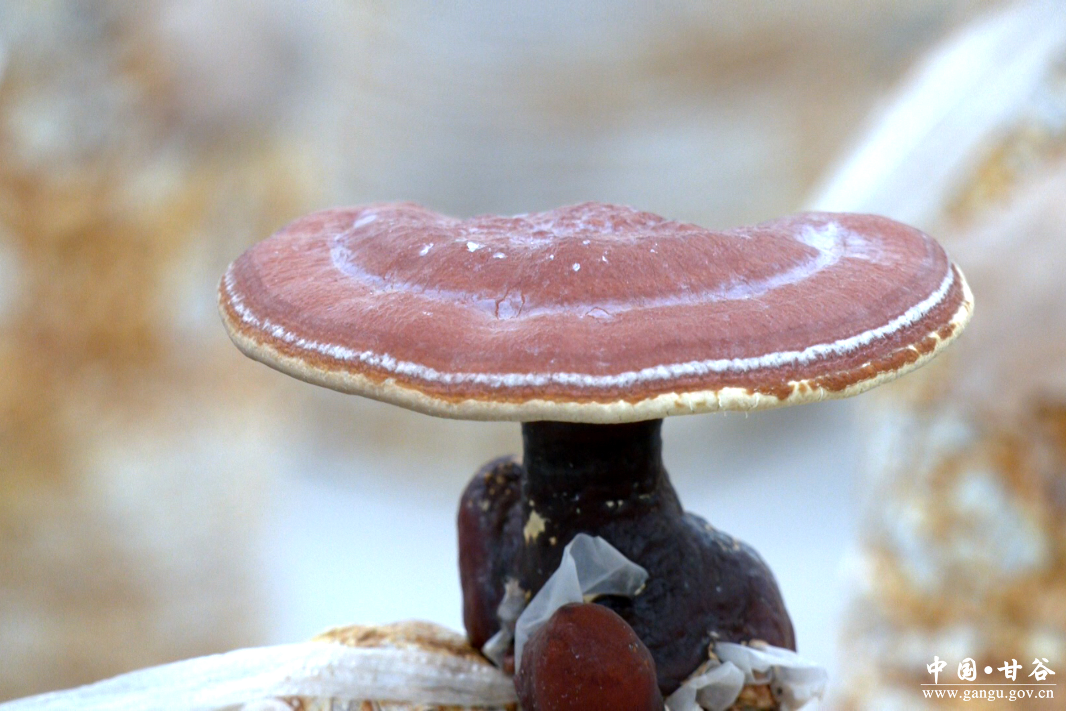 1768973615691029717.jpg 1768973615691029717.jpg