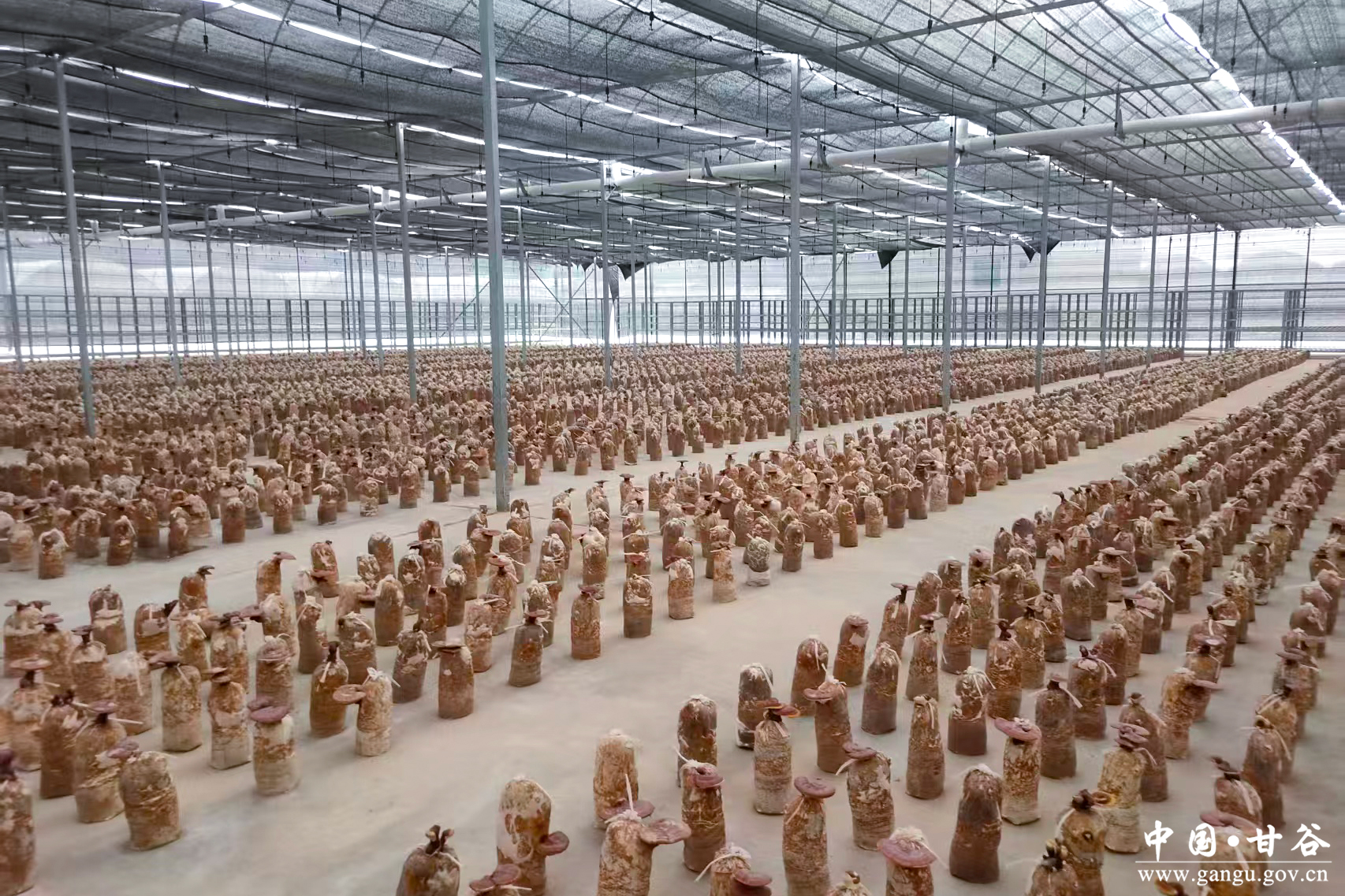 1768973652702002073.jpg 1768973652702002073.jpg