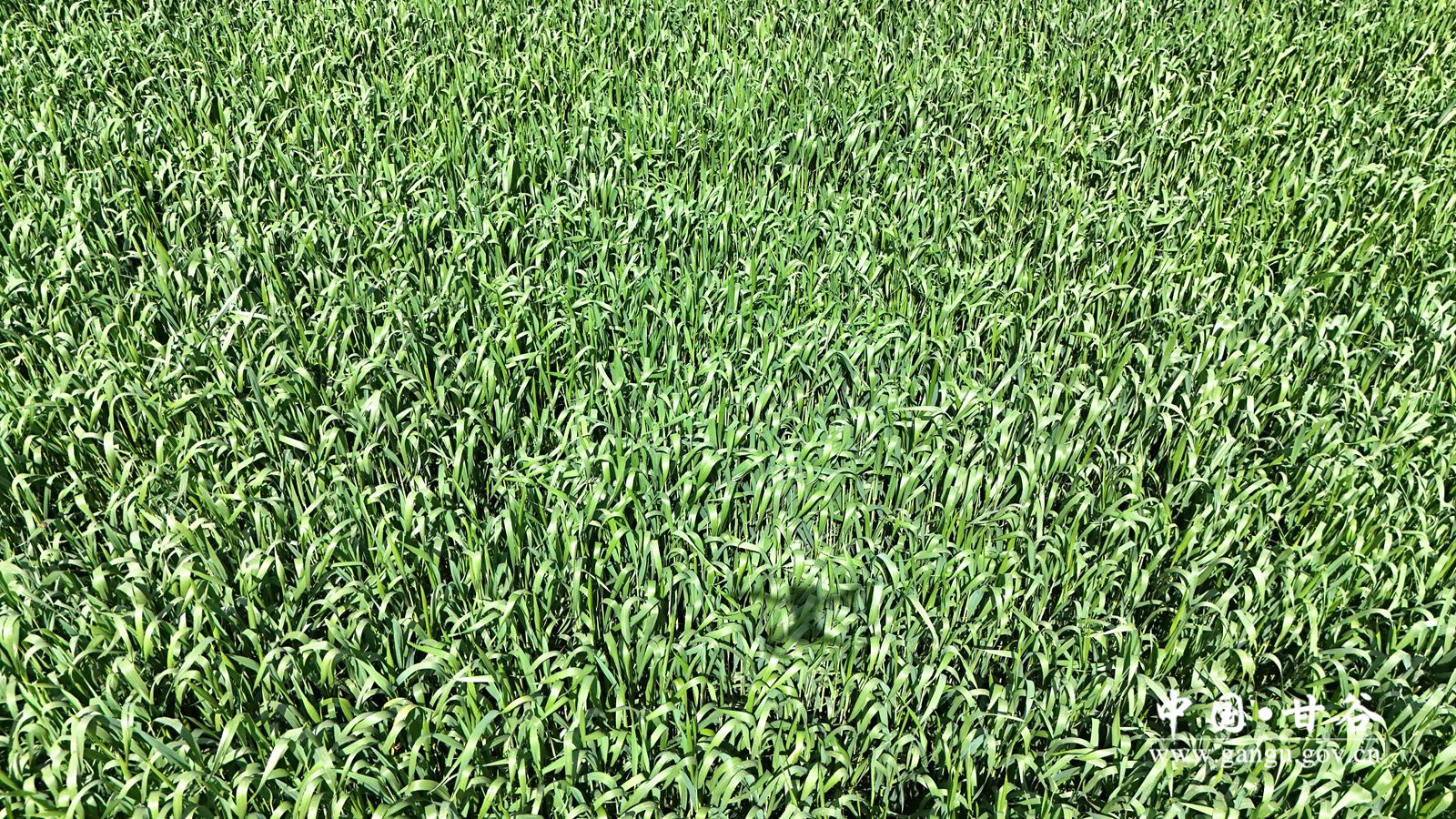 DJI_20251129081053_0132_D_副本 DJI_20251129081053_0132_D_副本