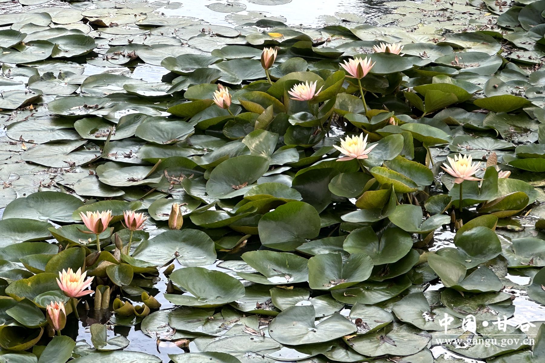 ff440fcd7e7344853e11c9ad73c5262 ff440fcd7e7344853e11c9ad73c5262