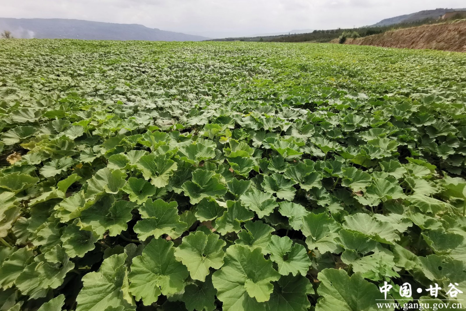 9257976A9B3969E8688A2D0E602_216DB641_A5221 9257976A9B3969E8688A2D0E602_216DB641_A5221