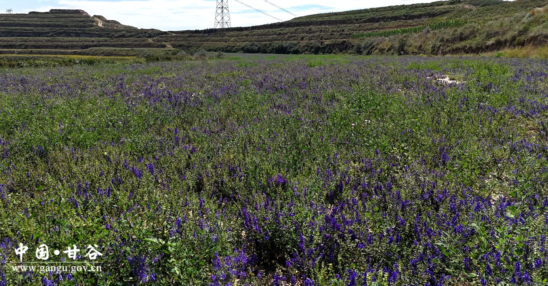 9953135a6efdd3cf63803a6206f1669 9953135a6efdd3cf63803a6206f1669