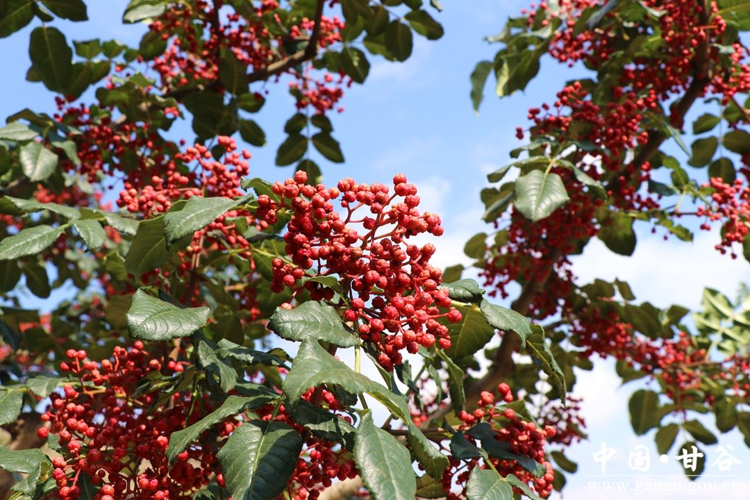 1705022209292071453.jpg 2345_image_file_copy_1.jpg