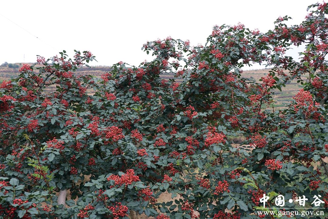 1705022219008071572.jpg 2345_image_file_copy_2.jpg